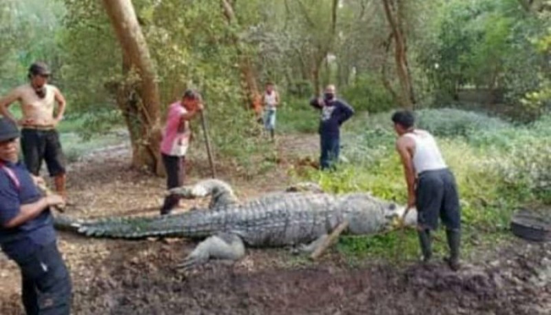 Waduh!  Buaya Bernama Baron,    Mati Dipanakaran di Blanakan  Subang